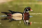 Wood Duck Drake