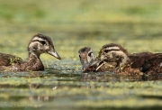 Wood Ducklings