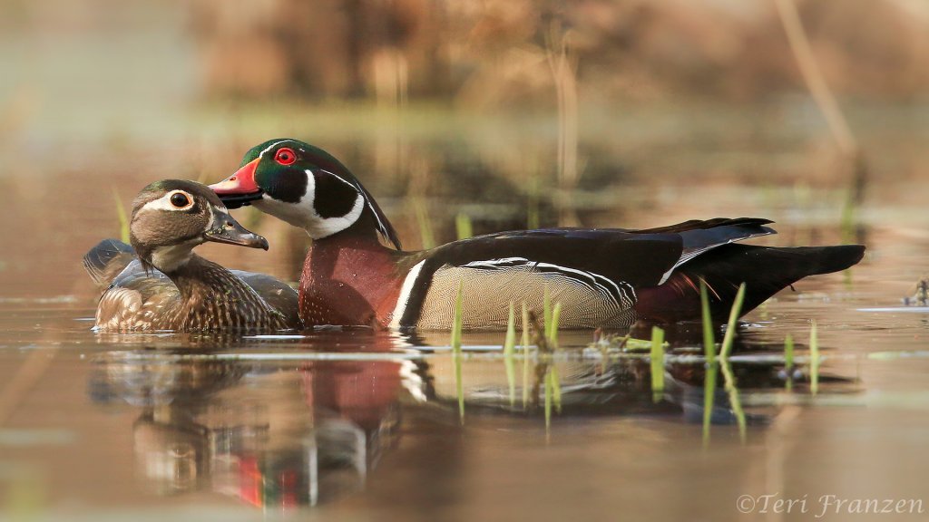 Courtship on the Pond