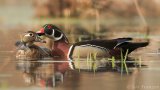 Courtship on the Pond