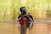 Drake Wood Duck