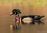 Drake Wood Duck