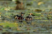 Wood Ducks