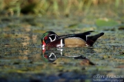 Wood Duck Drake