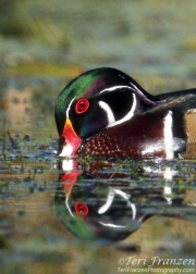 Wood Duck Drake