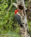 Red-bellied Woodpecker