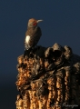 Yellow-shafted Northern Flicker