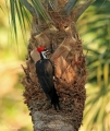 Adult Male Pileated Woodpecker