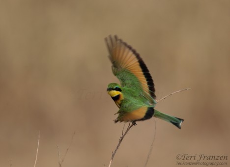 Little Bee-eater Taking Flight