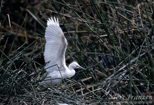 Nestling Egret