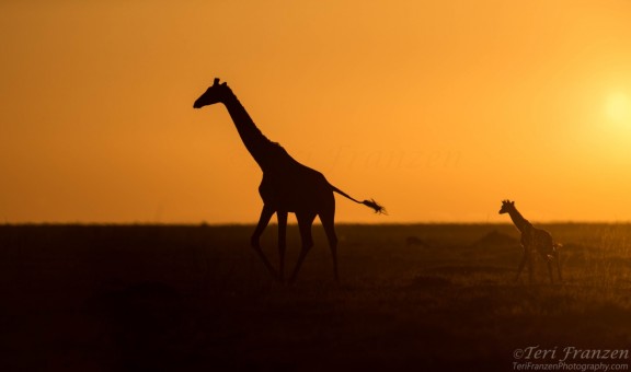 Giraffes at Sunrise in Serengeti