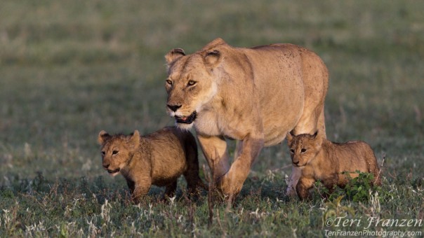 Lioness with Young Cubs