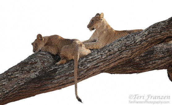 Young Lions on a Tree