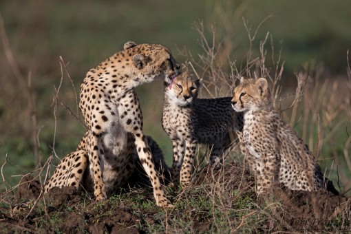Cheetah Mother and Cubs