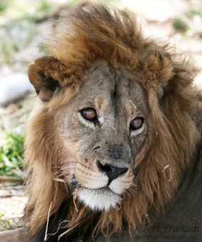 Portrait of a Wild Lion