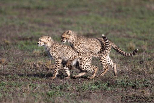 Playful Cheetah Cubs