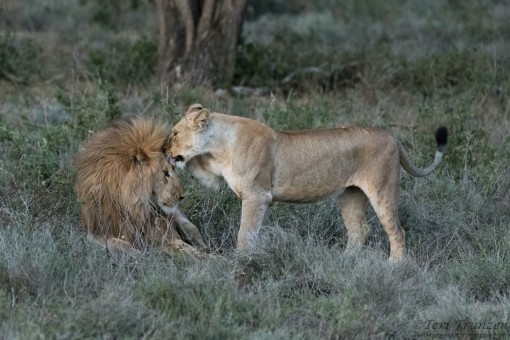 Lions of Ndutu
