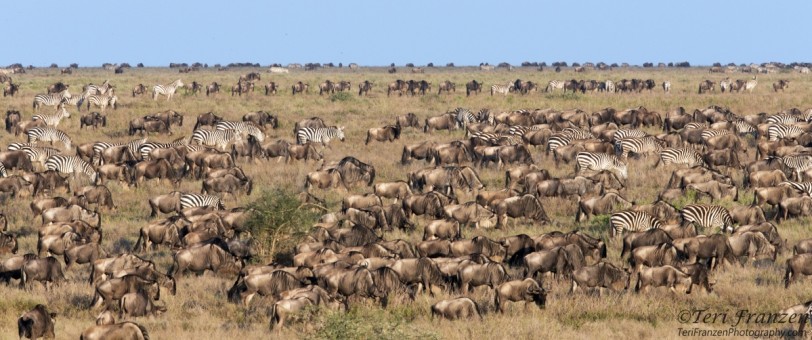 Wildebeest and Zebras Abound in Ndutu