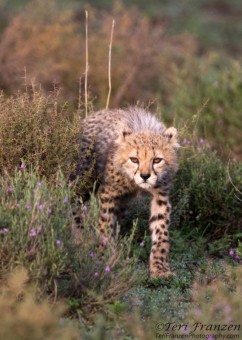 Young Cheetah Cub