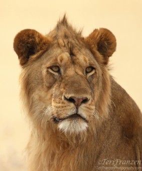 Young Lion Portrait 1