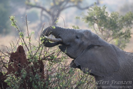 Elephant Eating over a Termite Mound