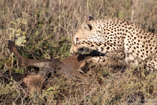 Cheetah with Wildebeest