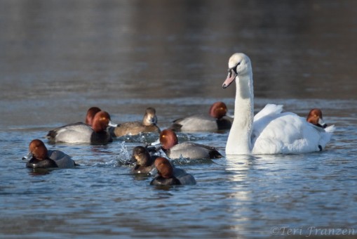 Mute Swan among the redhead ducks
