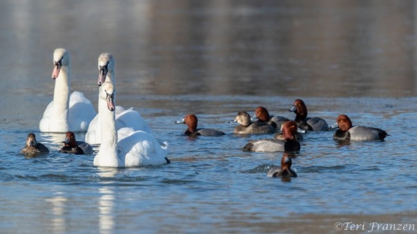 Mute Swans and Redheads