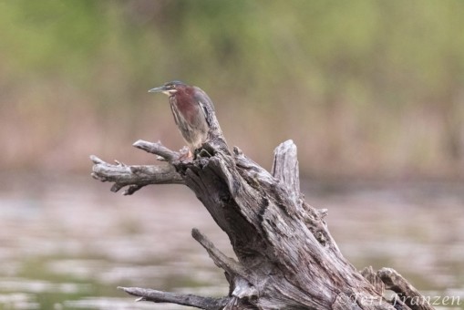 Green Heron blending in with its perch