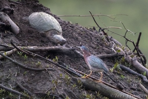 Green heron and snapping turtle, sizing each other up