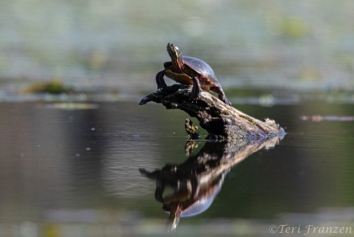 Painted turtles emerge to soak in the sun's rays