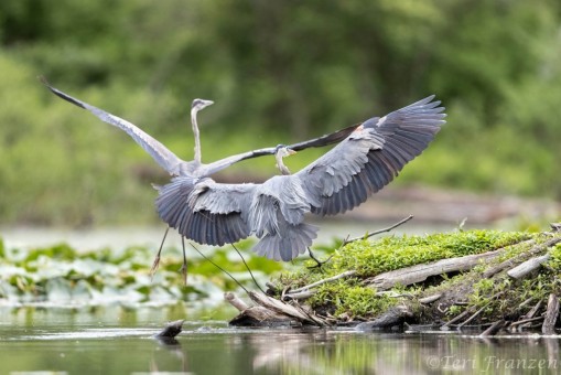 Great blue herons are territorial, perferring to hunt alone