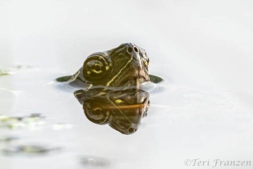Painted turtle peeking out from the water