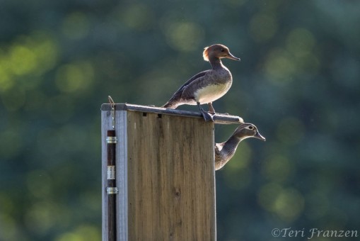Hen hooded merganser and wood duck, just before the leap