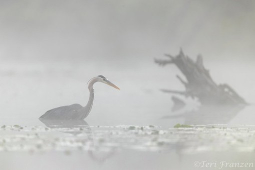 Great blue heron hunting in deep water and dense fog