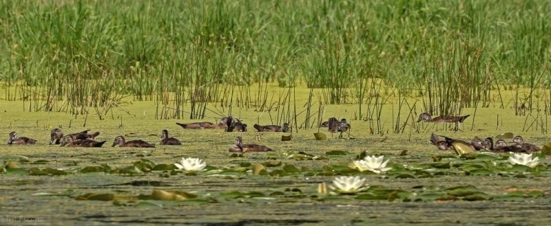 Wood Duck Families