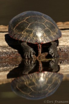 Painted Turtle (PT_CH0A7742)