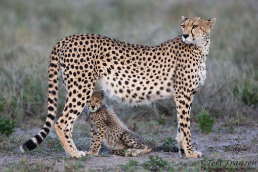 Cheetah Mother and Cub