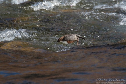 White-throated Dipper Diving