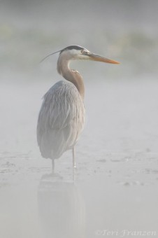 Great blue heron standing thigh-deep in water
