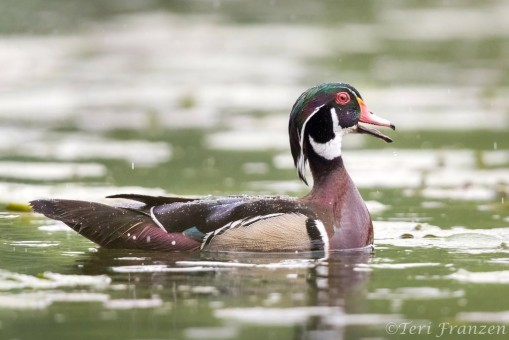 Drake wood duck with raindrops dancing on his back