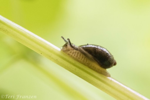 There were often several snails on the vegetation next to the blind