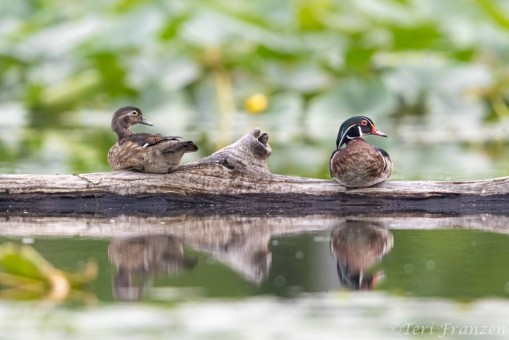 Drake and hen wood duck