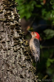 Red-bellied woodpecker, photographed out the back of the blind