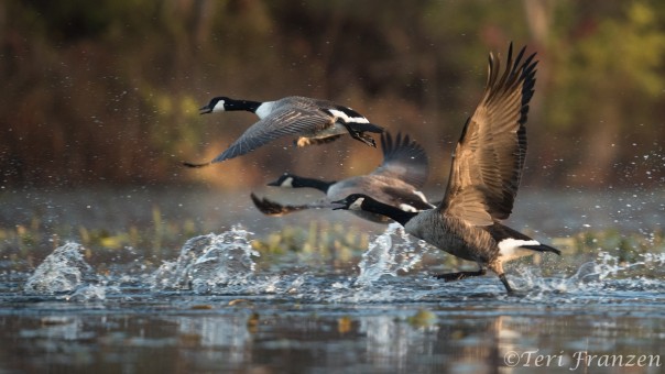 Canada Geese Taking Flight