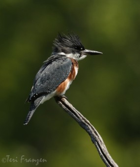 Belted Kingfisher Female