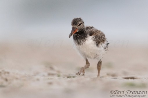 Young American Oystercatcher