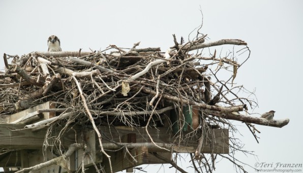 Condo Living - Osprey and House Sparrow