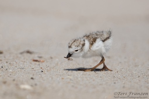 Baby Piping Plover with a Catch