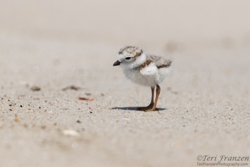Baby Piping Plover